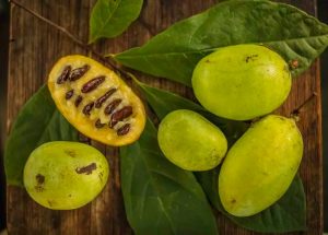 Cakar (Paw Paw).